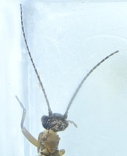 Amphinemura standfussi